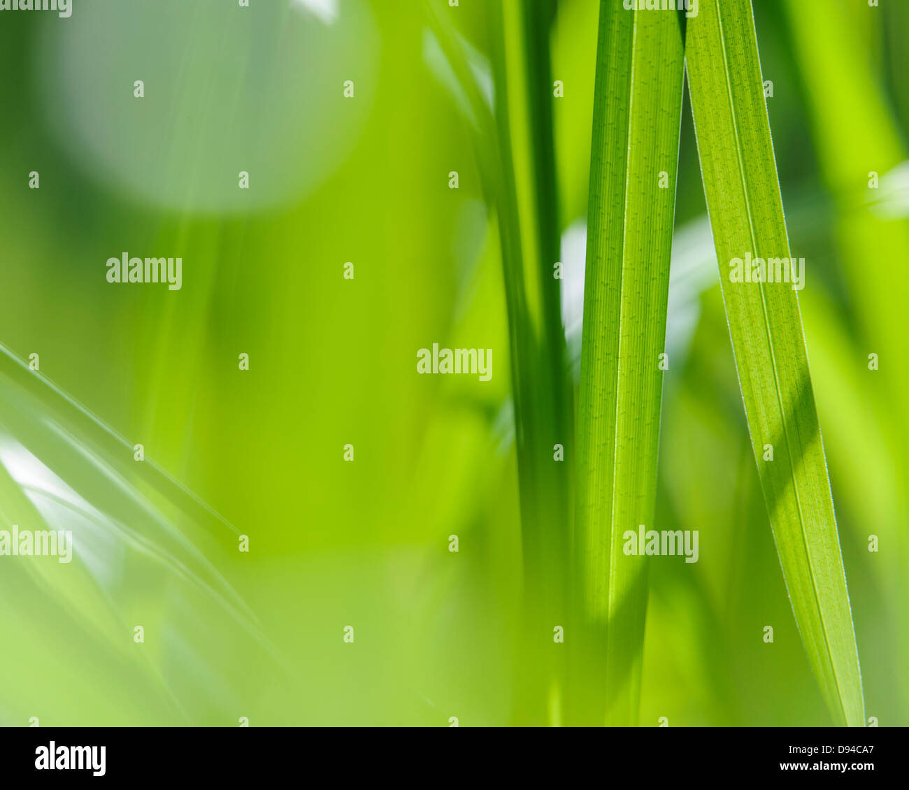 Horizontal close up sunlit hi-res stock photography and images - Alamy