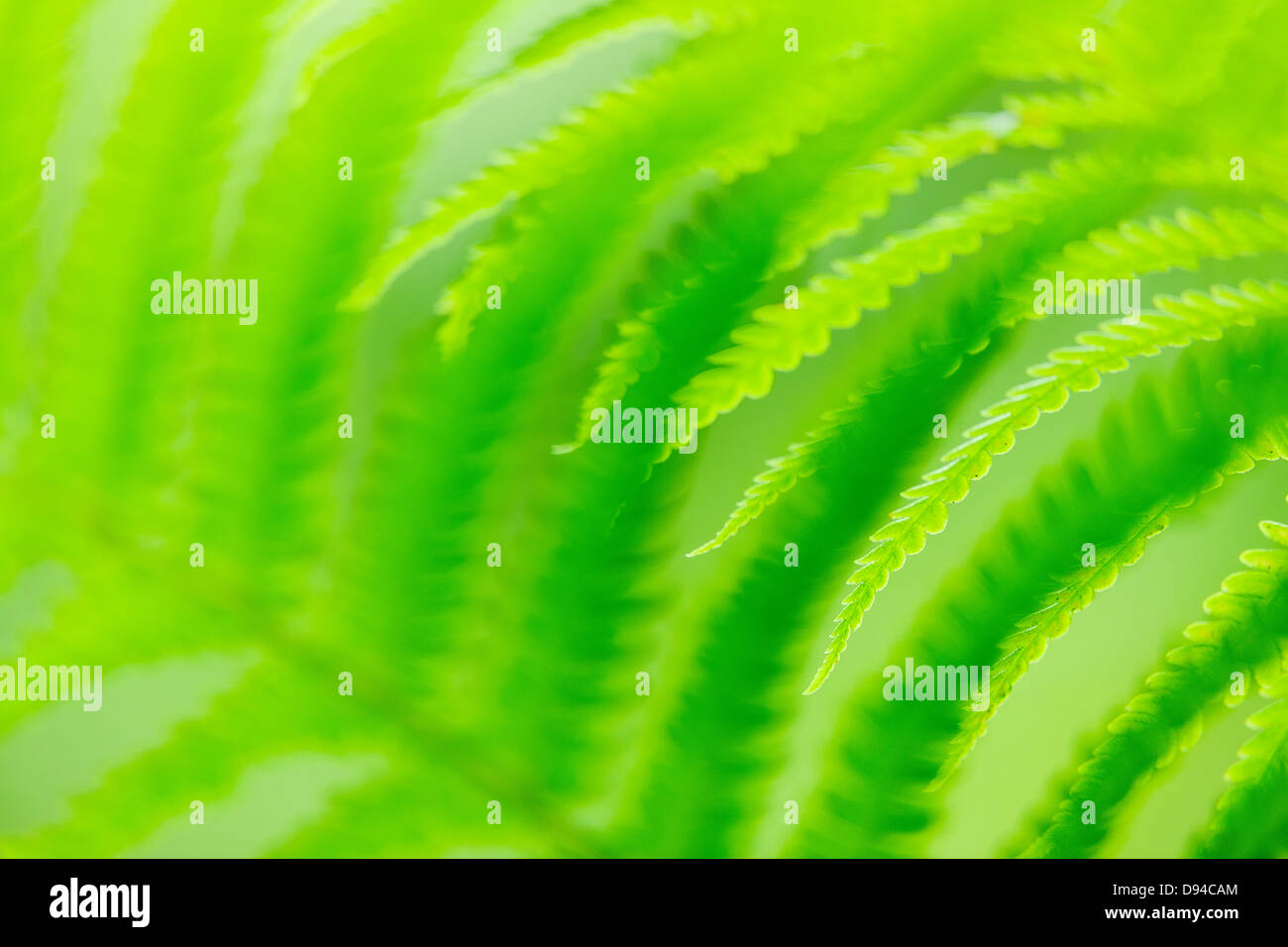 Fern leaves detail hi-res stock photography and images - Alamy
