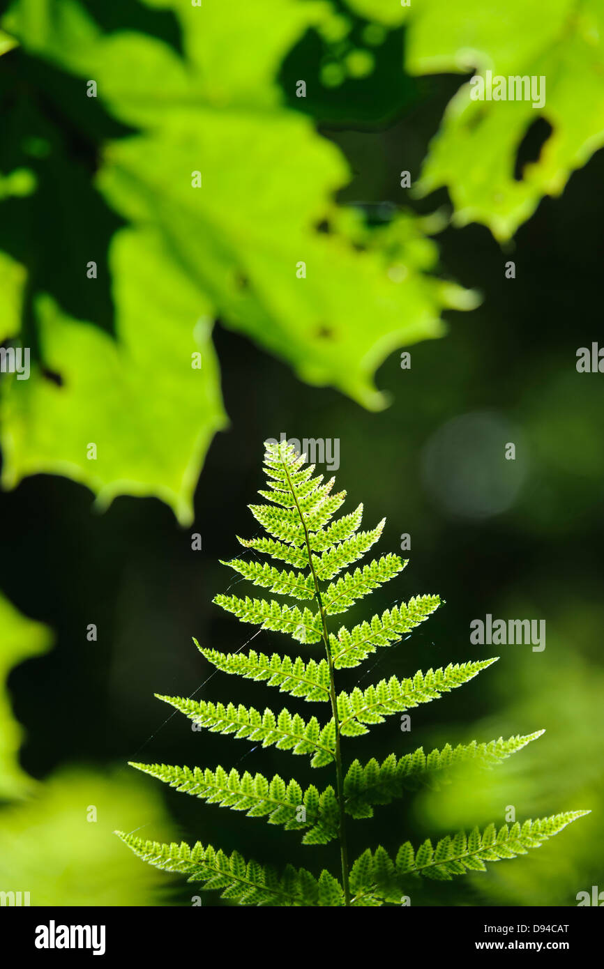 Detail of fern leaves Stock Photo