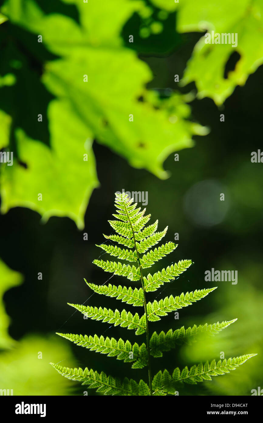 Sunlight on fern leaves hi-res stock photography and images - Alamy