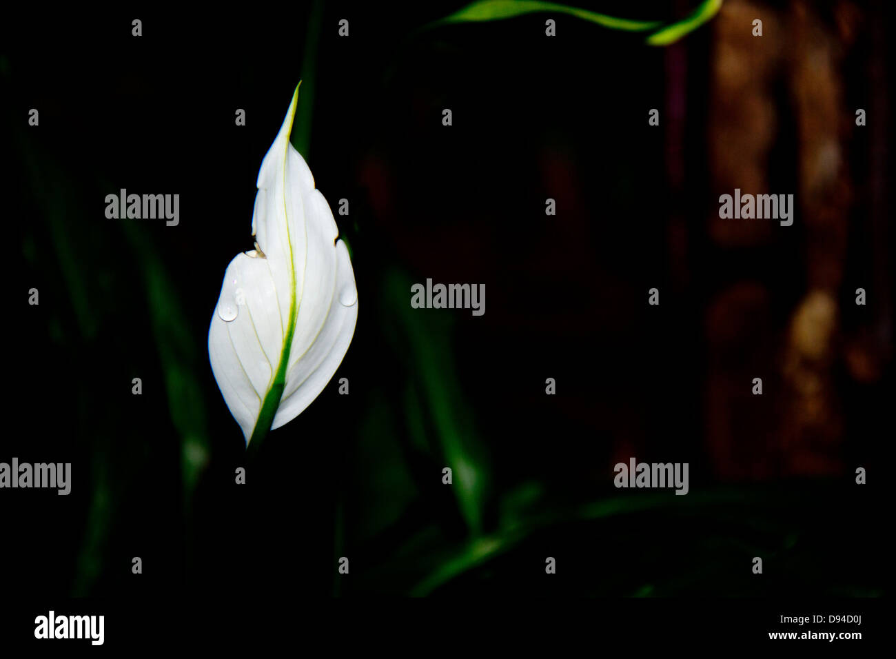 Peace lily, White sails, or spathe flower - Spathiphyllum wallisii. Stock Photo
