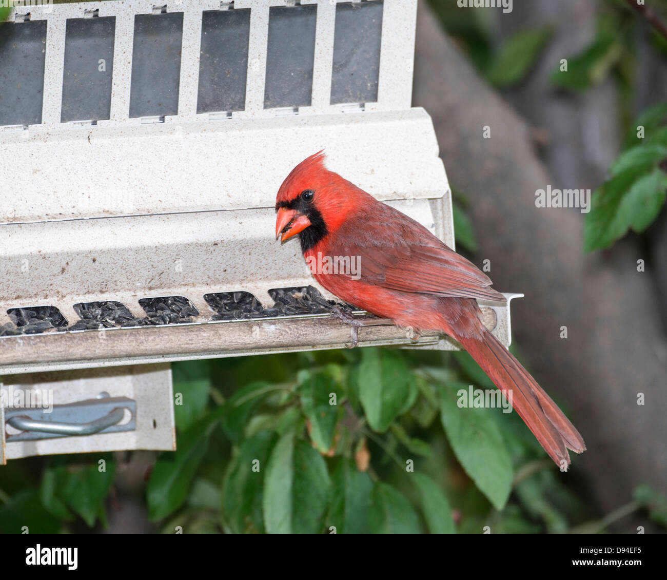 Northern Cardinal male, Cardinalis cardinalis, eating sunflower seeds