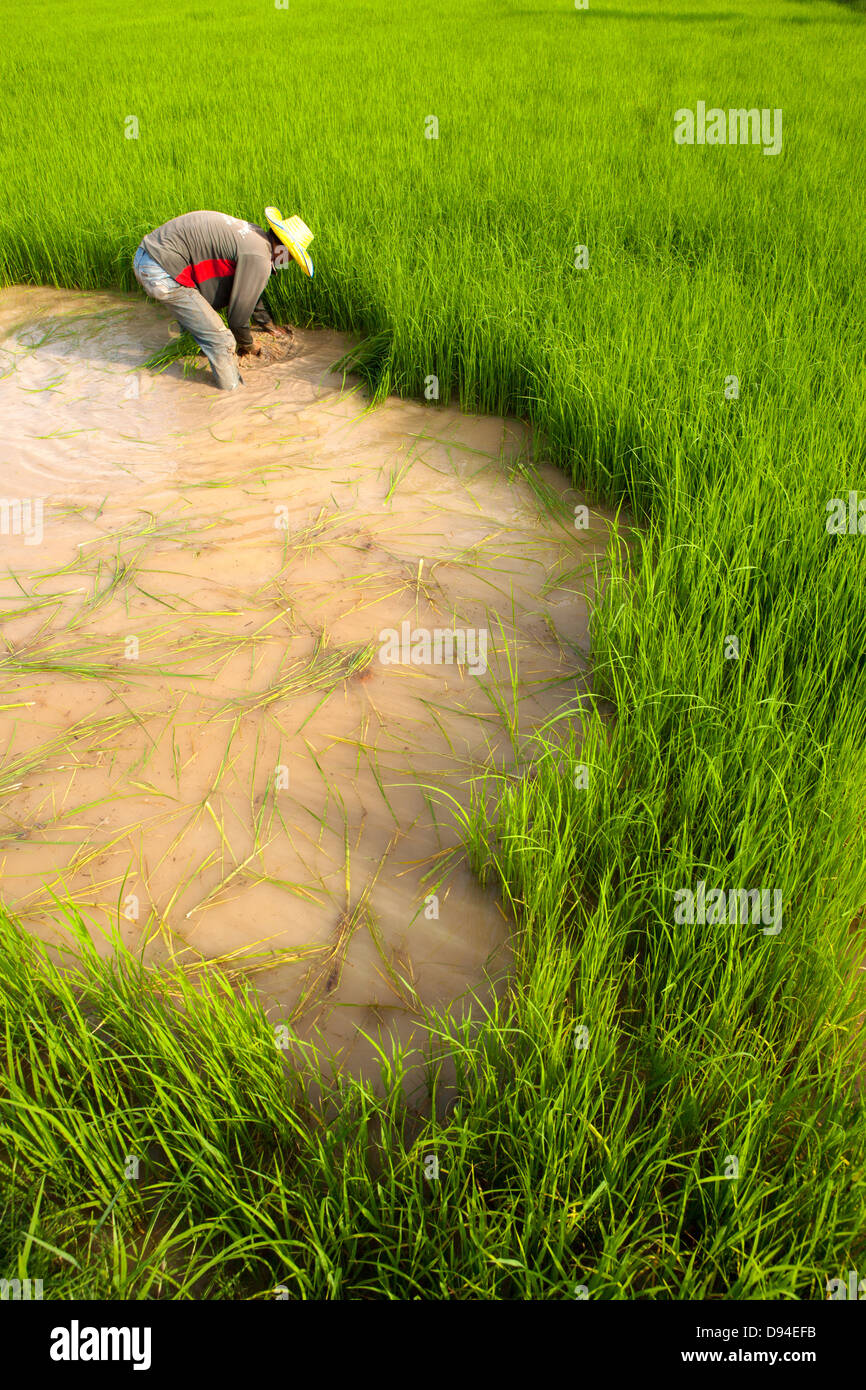 Farmer Rice farming Stock Photo