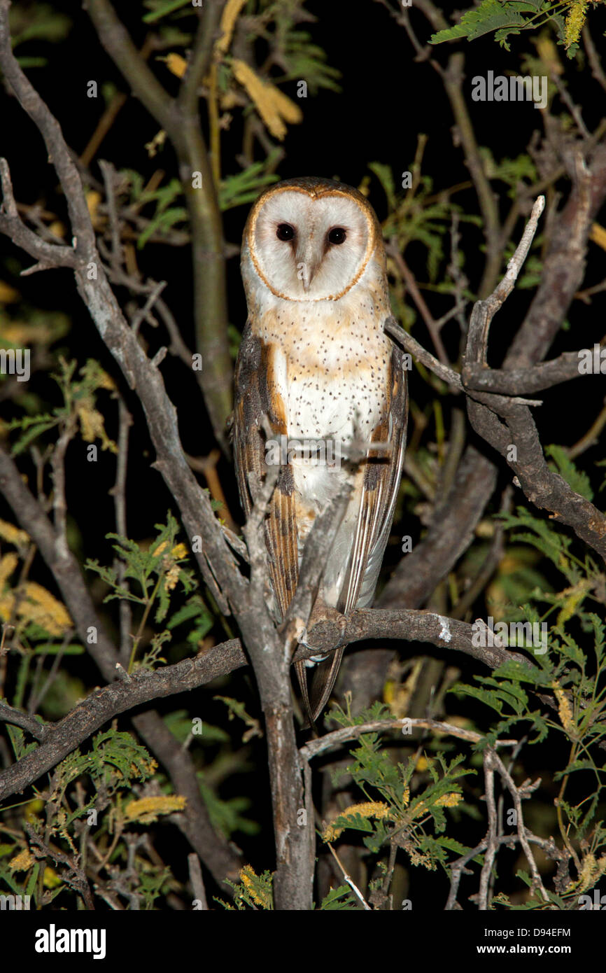 Barn Owl Tyto alba Tucson, Pima County, Arizona, United States 2 June Adult Tytonidae Stock Photo