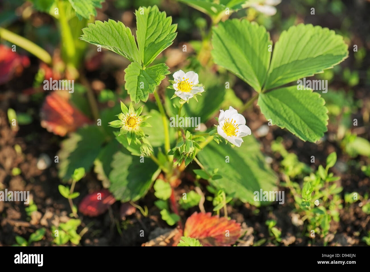 Flowering strawberries in the garden. Closeup Stock Photo - Alamy