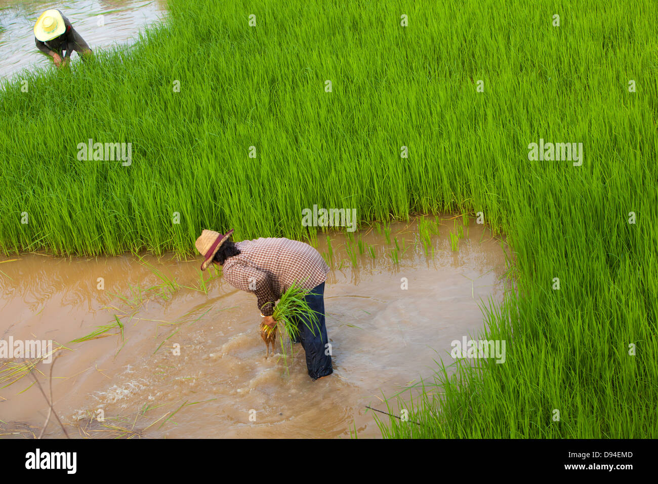Farmer Rice farming Stock Photo