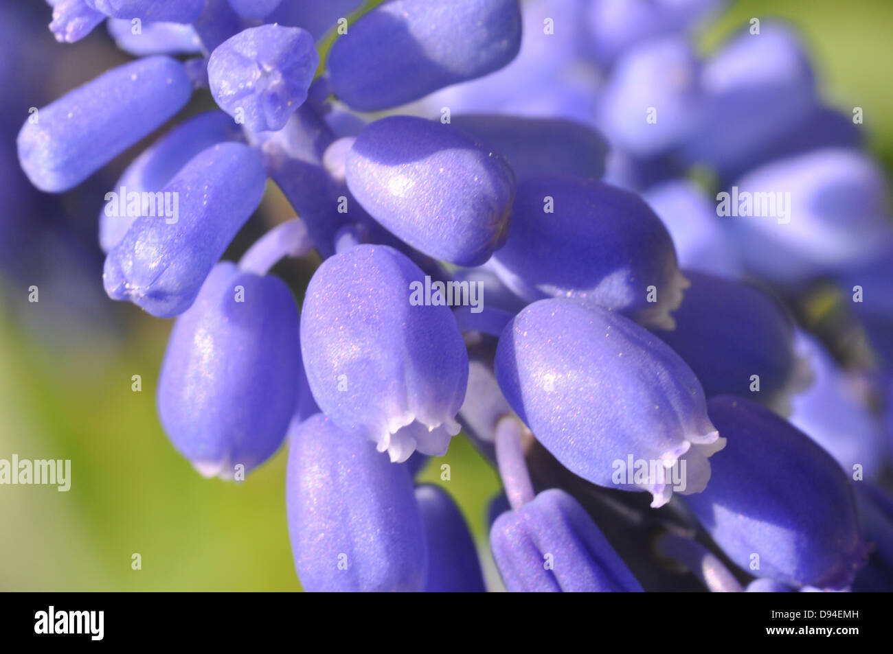 Common grape hyacinth, Muscari botryoides, Kleine Traubenhyazinthe Stock Photo