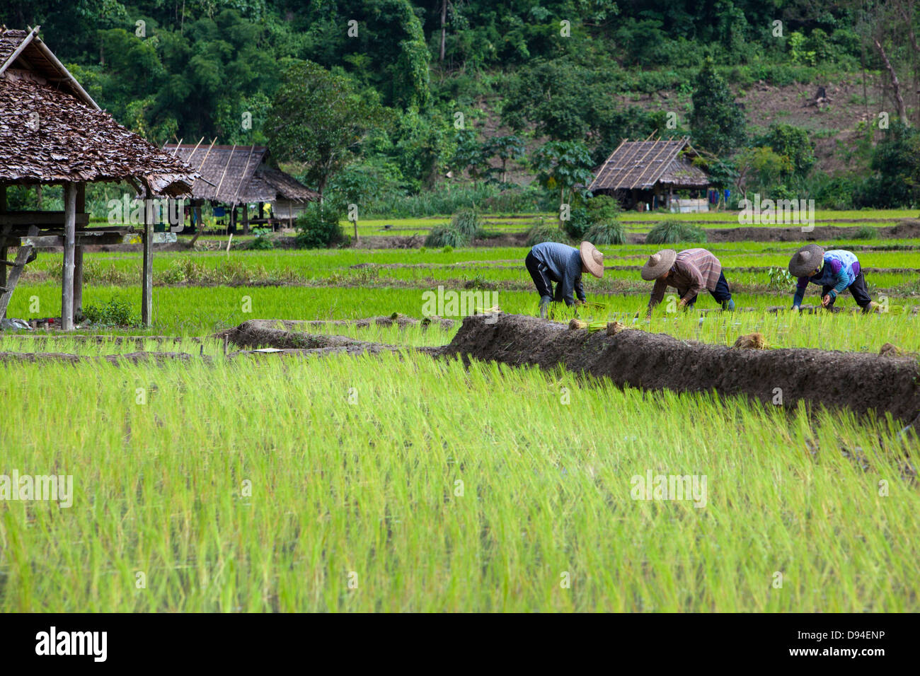 Farmer Rice farming Stock Photo Alamy