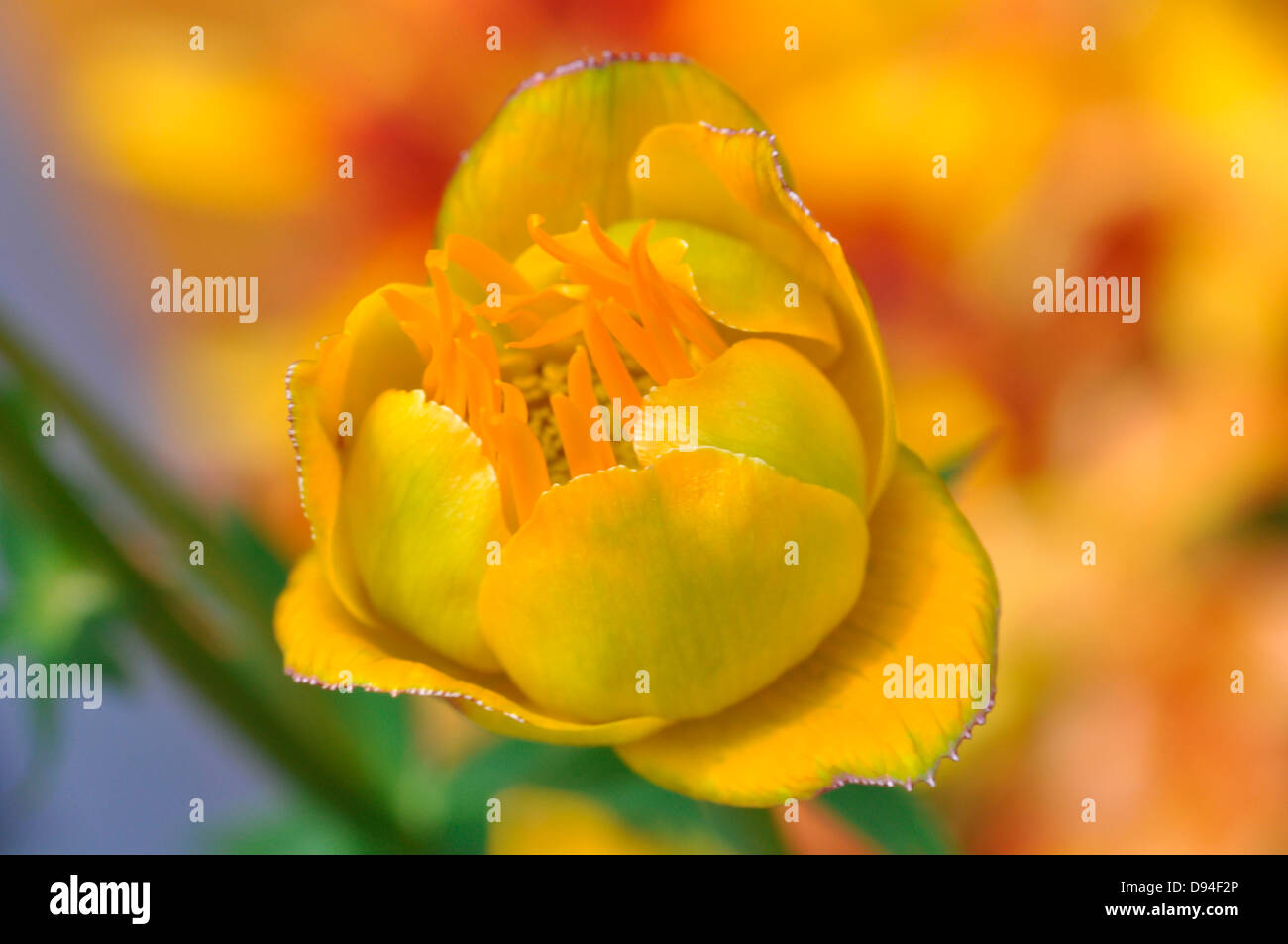 globeflower, trollius, trollblume Stock Photo