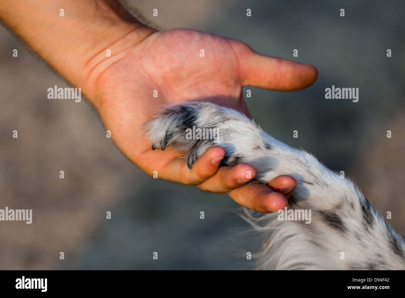 Dog paw and human hand Stock Photo