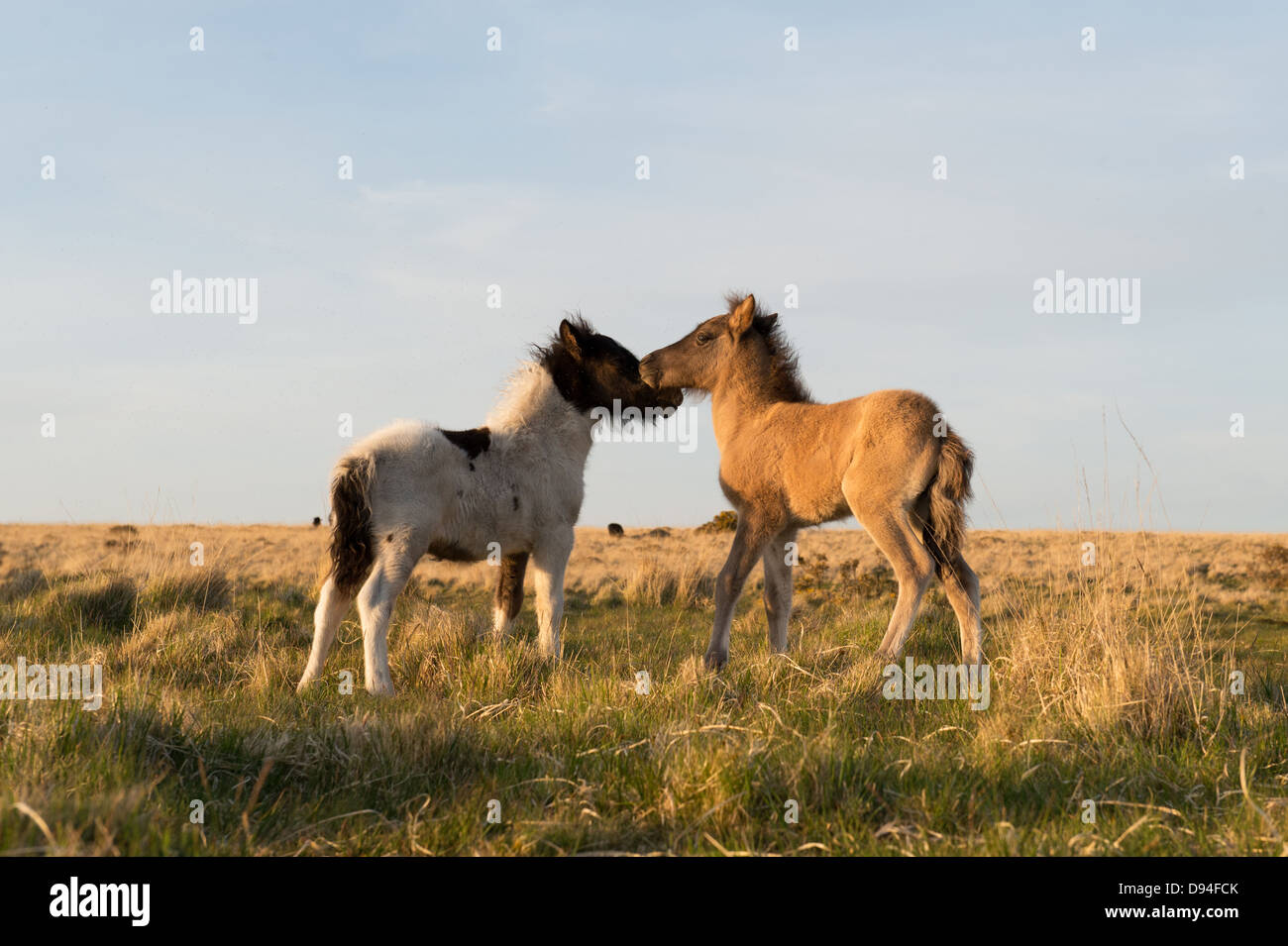 Dartmoor horse foals. Dartmoor national park , Devon, England Stock