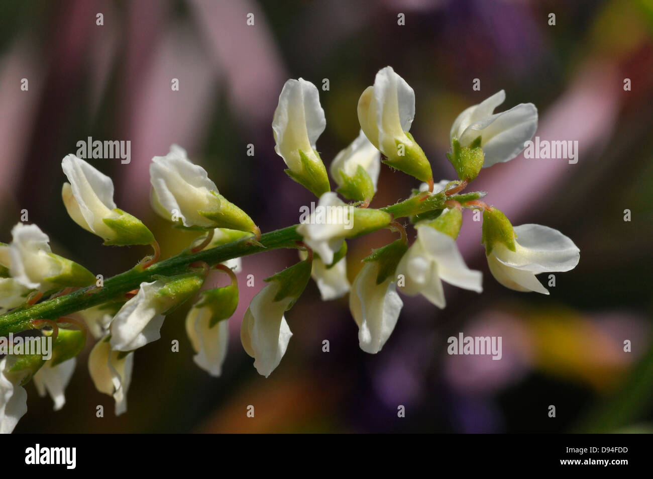 bokhara clover, melilotus albus, weißer steinklee Stock Photo