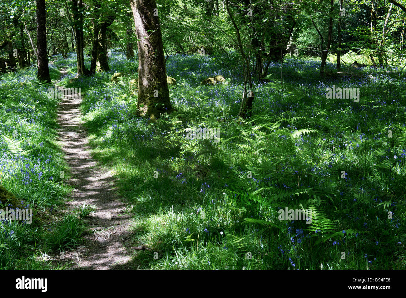 Pathway through Oak and beech trees along the River Dart. Devon, England Stock Photo