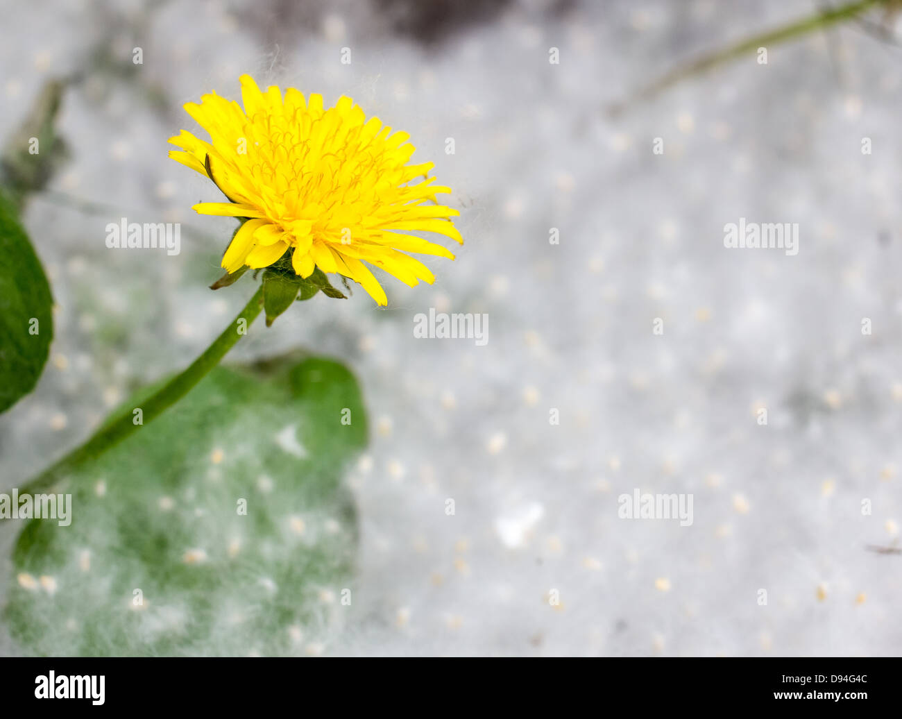Flower yellow dandelion on a background of poplar fluff Stock Photo