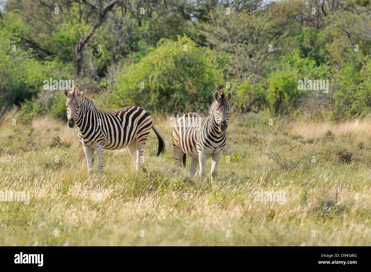 Burchell's Zebra Equus quagga burchellii Photographed in Mountain Zebra