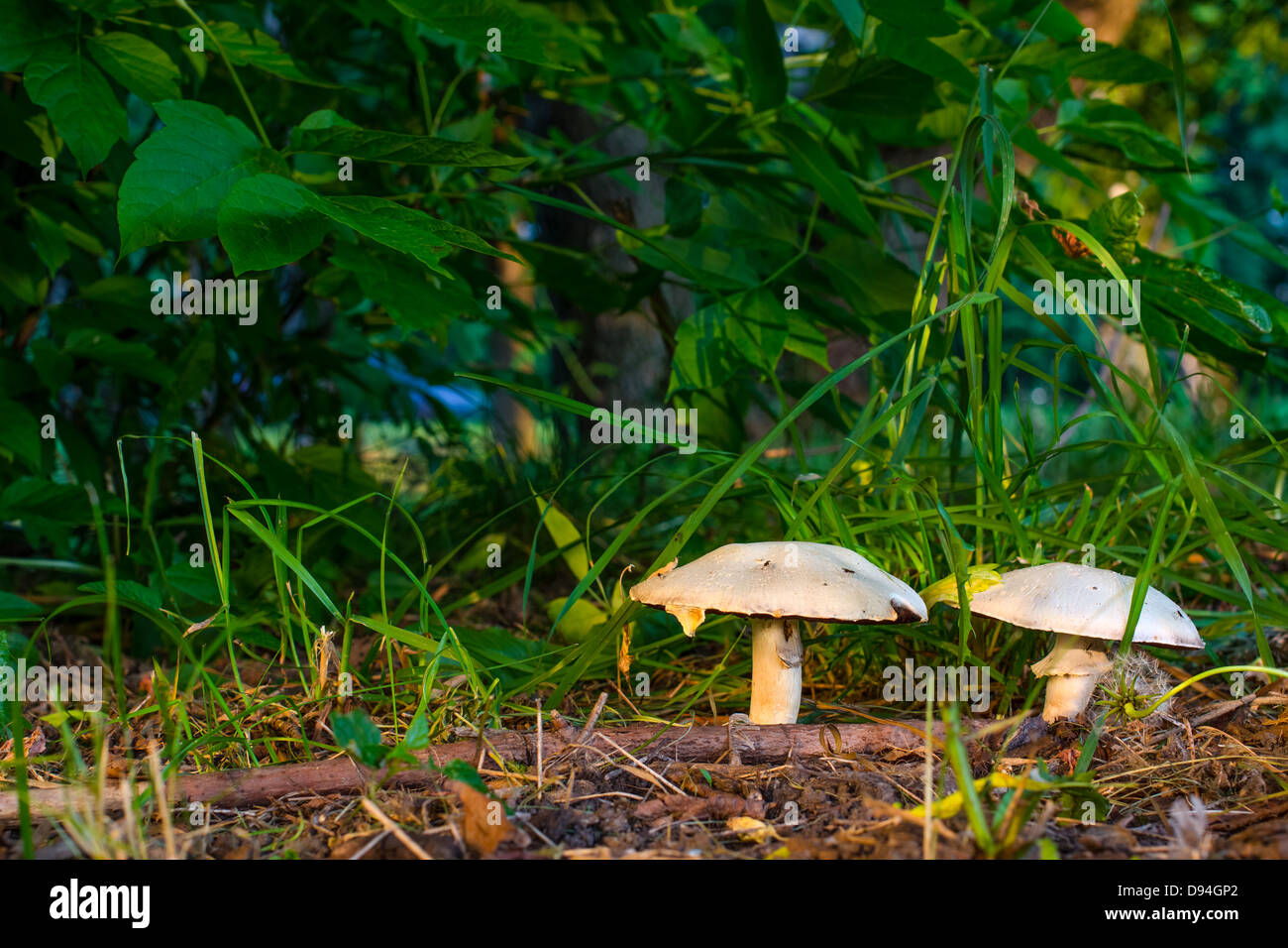 White Mushrooms family in the overgrown, wild forest. The fungal order Agaricales Stock Photo
