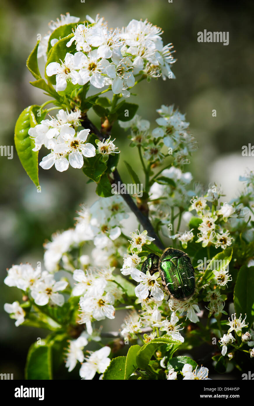 Spring wild cherry blossoms with beetles. Stock Photo