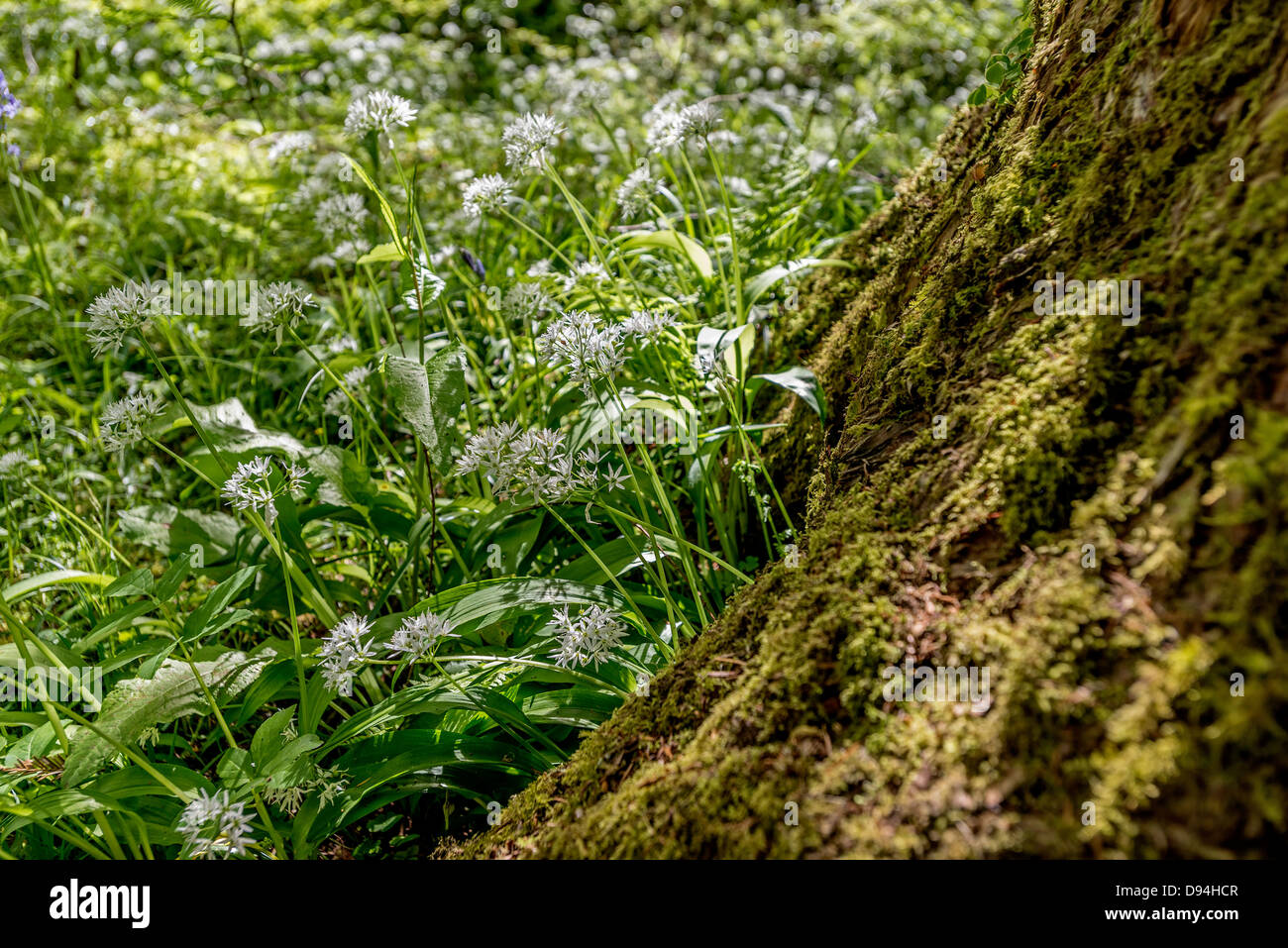 Wild garlic grows by a tree. Stock Photo