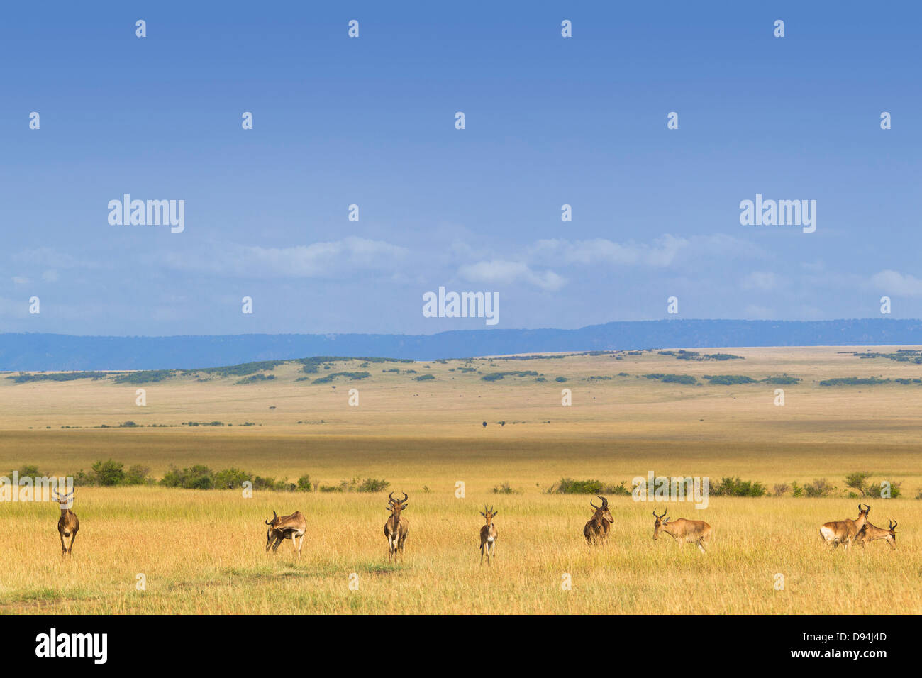 Coke's Hartebeest (Alcelaphus buselaphus cokii) Herd on Plains, Masai Mara National Reserve, Kenya, Africa Stock Photo