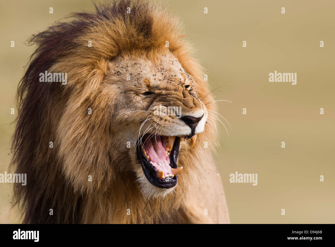 Portrait of Male Lion (Panthera leo), Maasai Mara National Reserve ...