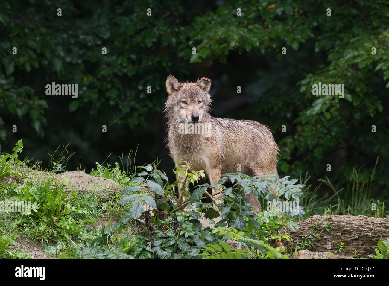 Eastern Wolf (Canis lupus lycaon) in Game Reserve, Bavaria, Germany Stock Photo