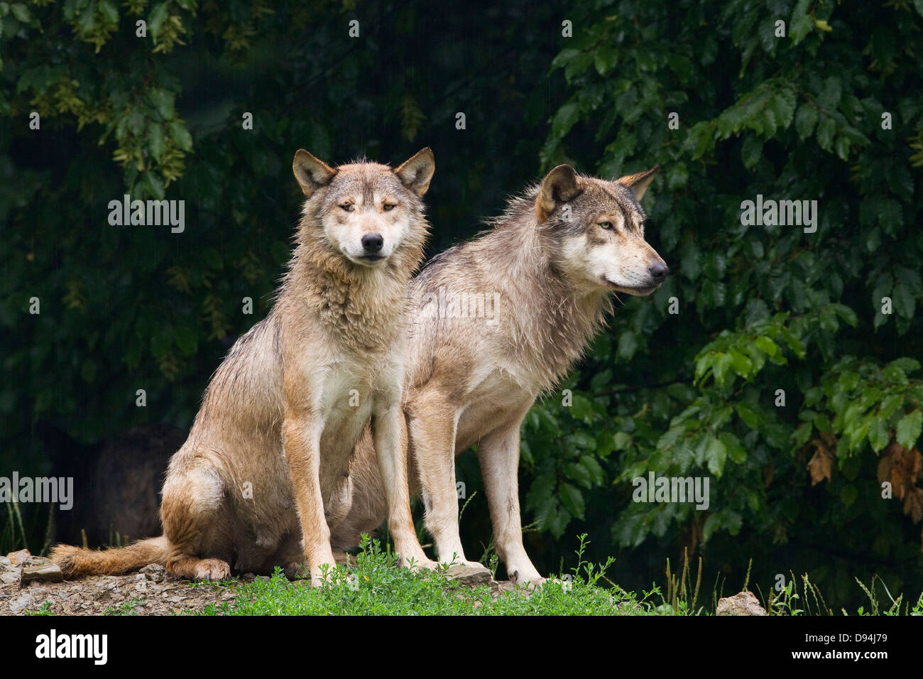 Eastern Wolves (Canis lupus lycaon) in Game Reserve, Bavaria, Germany Stock Photo
