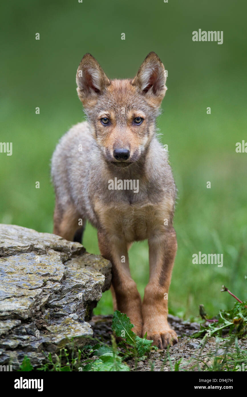 Eastern Wolf (Canis lupus lycaon) Pup in Game Reserve, Bavaria, Germany Stock Photo