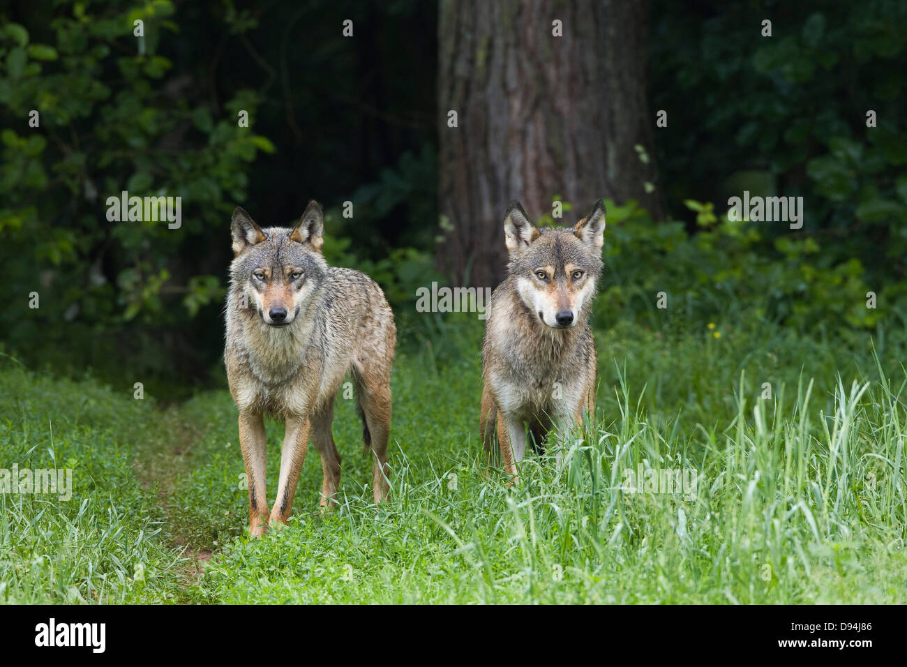 European Wolves (Canis lupus lupus) in Game Reserve, Germany Stock ...