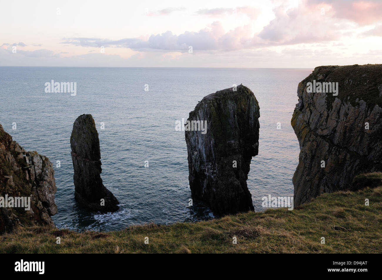Elegug Stacks or Stack Rocks at dusk  St Govans Head Pembrokeshore Coast National Park Wales cymru uK GB Stock Photo