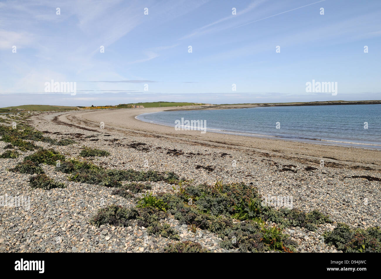 Sea kale growing on pebble beach Cemlyn Bay Anglesey Wales Cymru UK GB Stock Photo