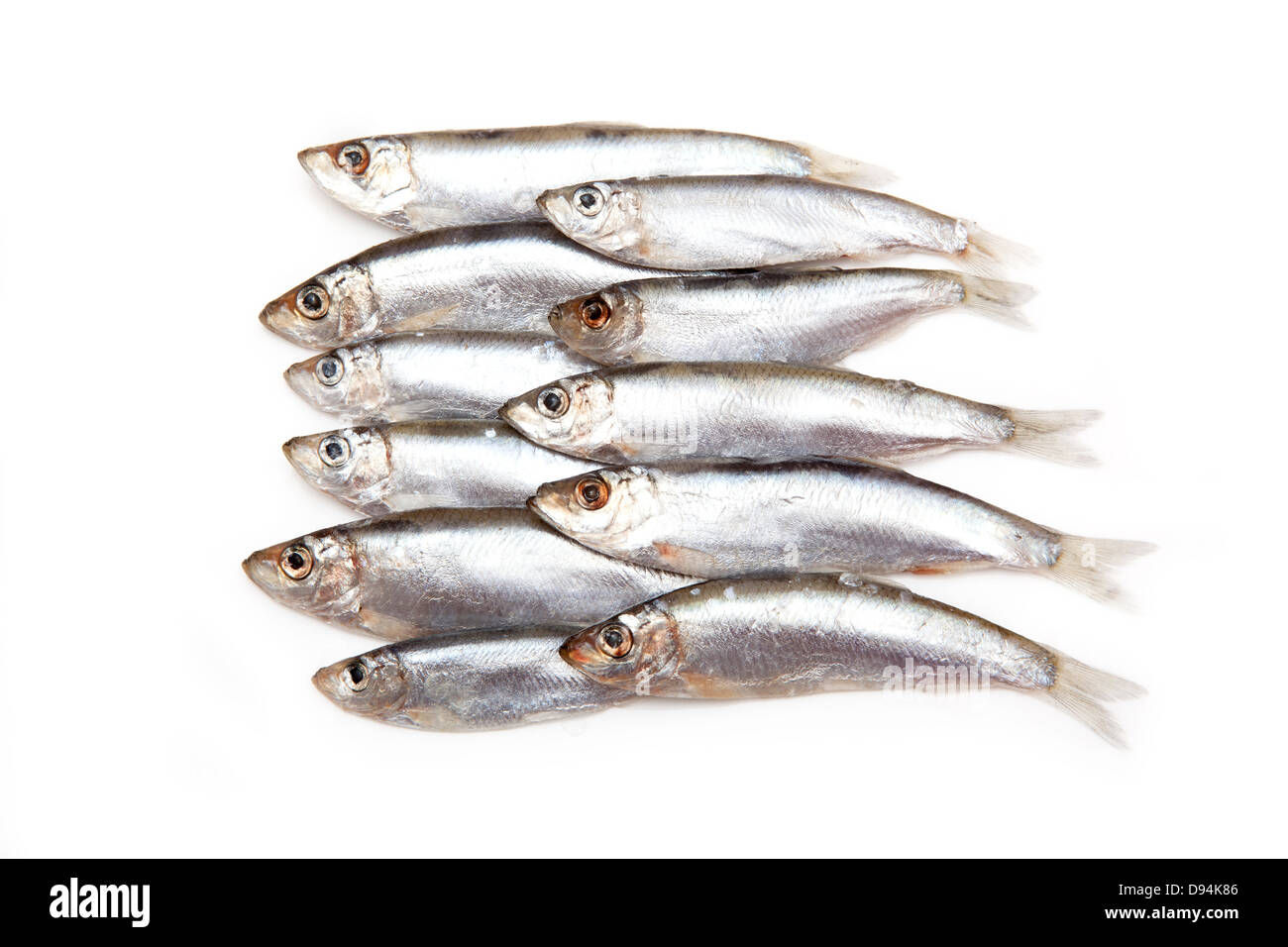 Sprats (Sprattus sprattus) a small oily fish isolated on a white ...