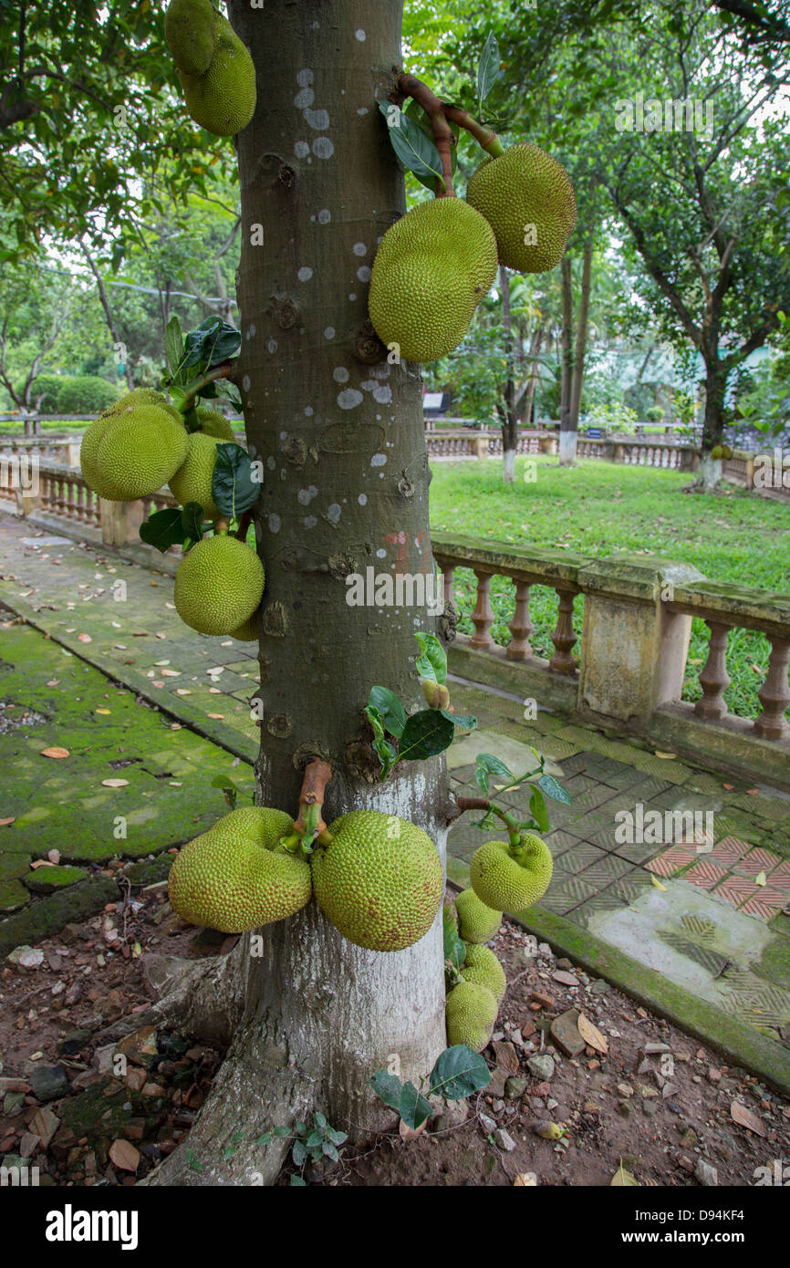 The jackfruit, Artocarpus heterophyllus, is a species of tree of the mulberry family Moraceae that is native to Asia. Stock Photo
