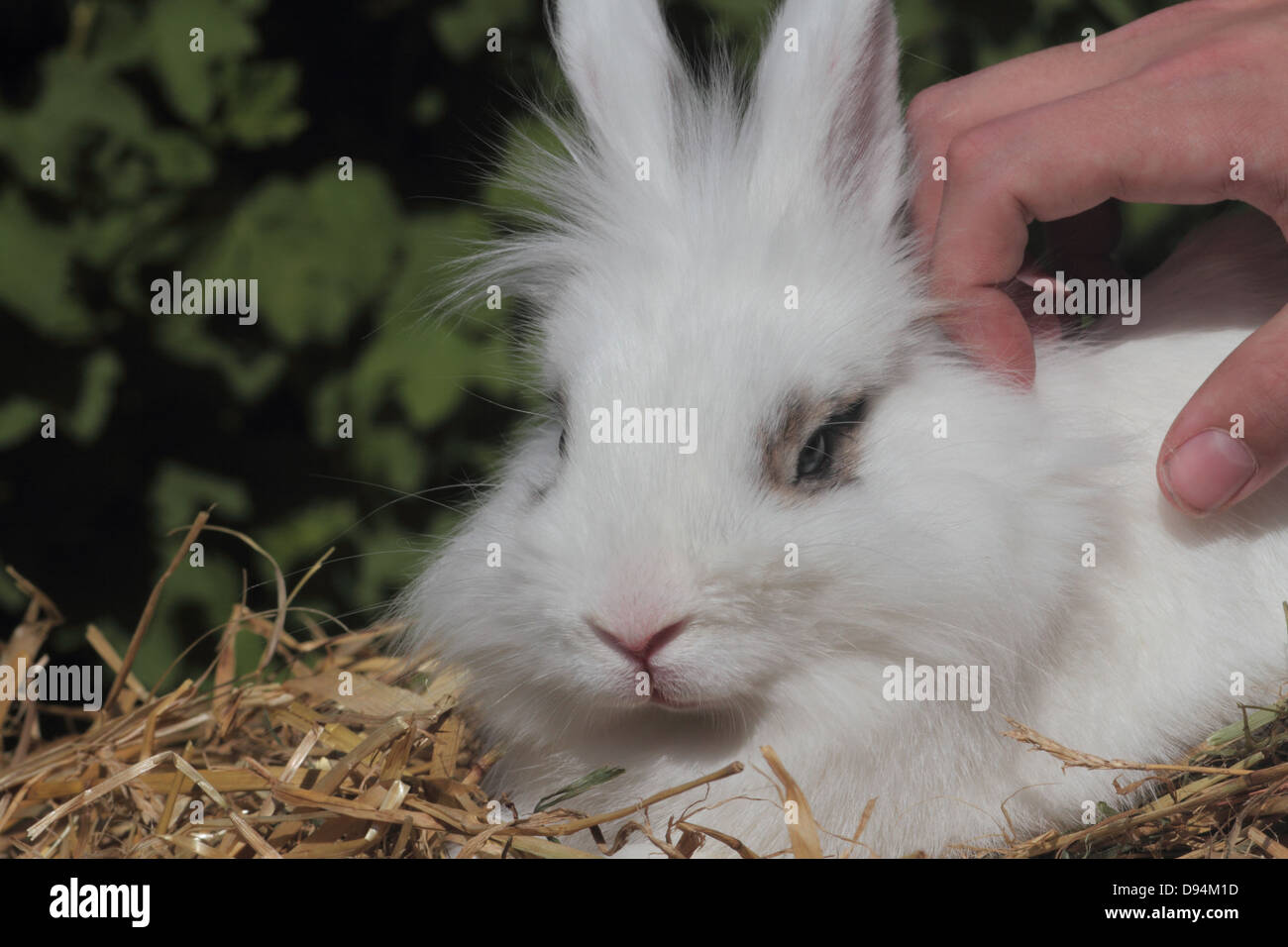 Rabbit domestic hires stock photography and images Alamy