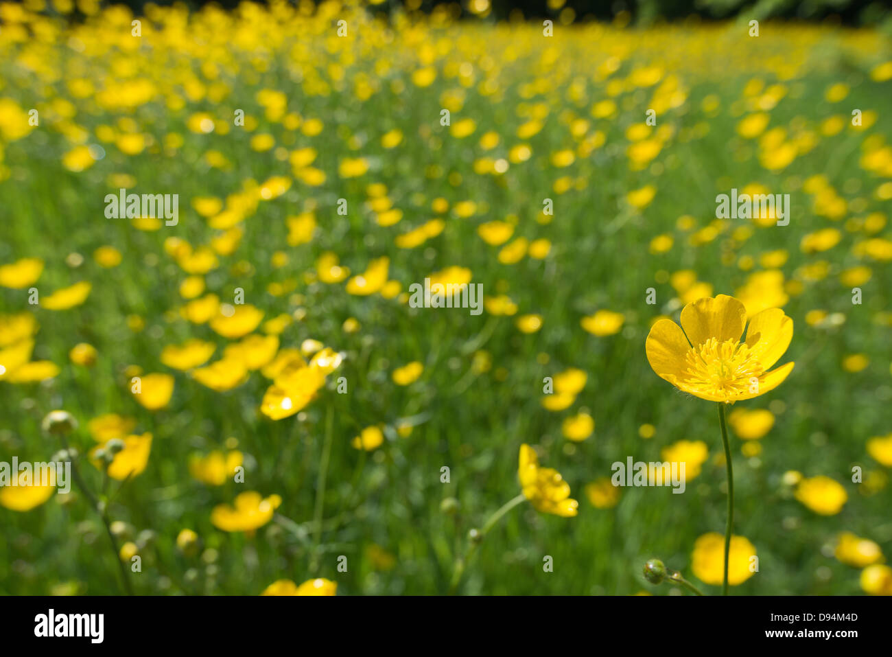 A yellow carpet of buttercups hires stock photography and images Alamy