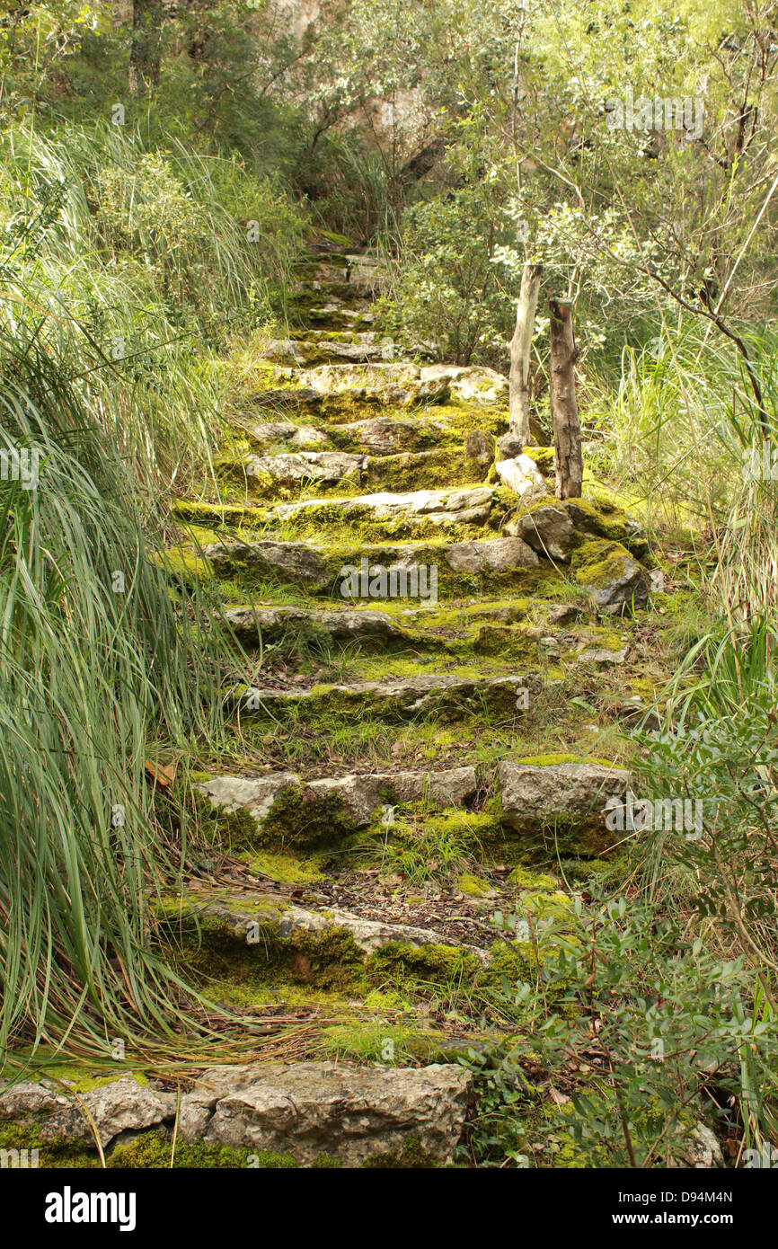 Mossy stone steps Stock Photo - Alamy