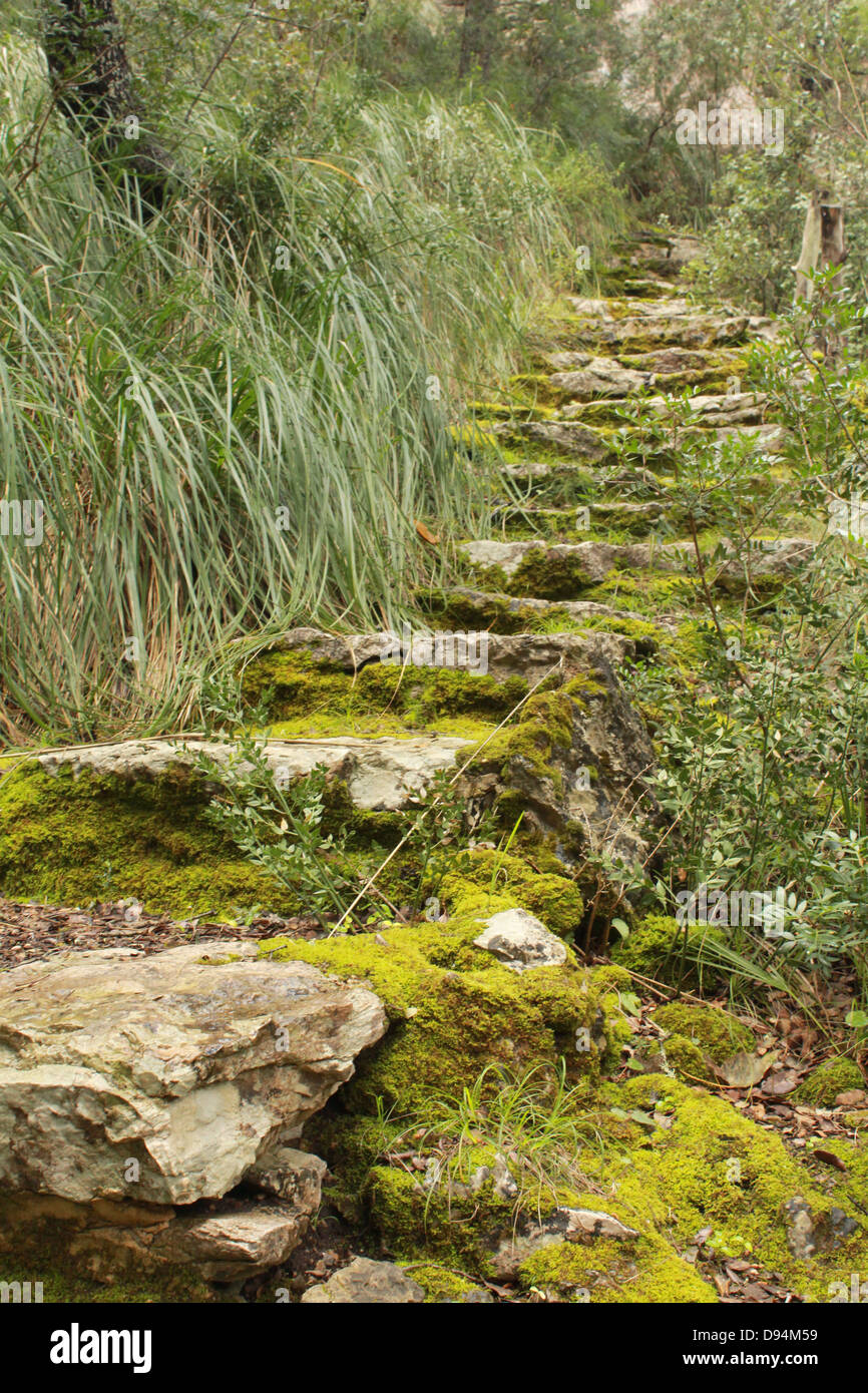 Mossy stone steps Stock Photo - Alamy