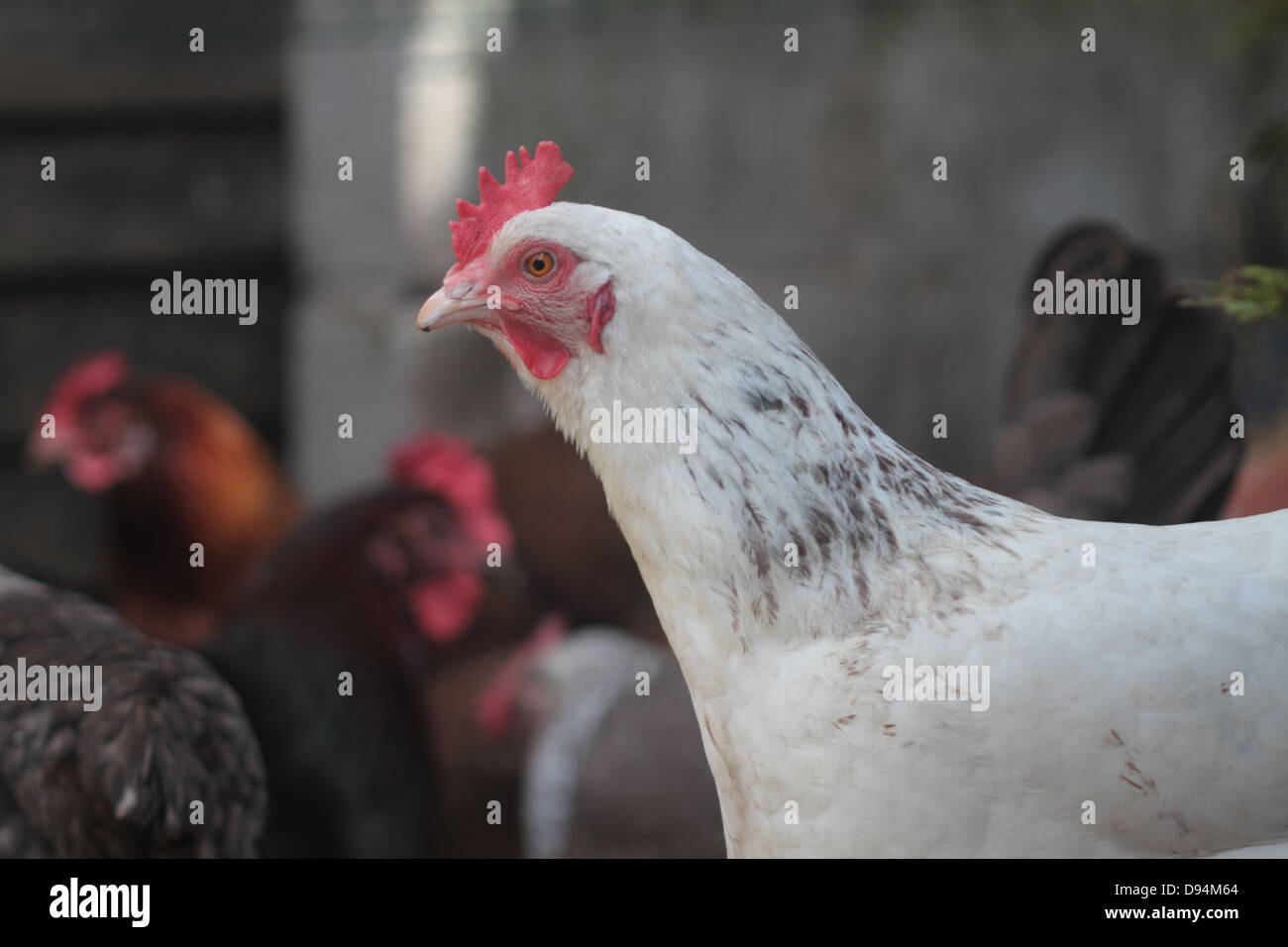 light Sussex hen in back garden with other hens in background. UK Stock