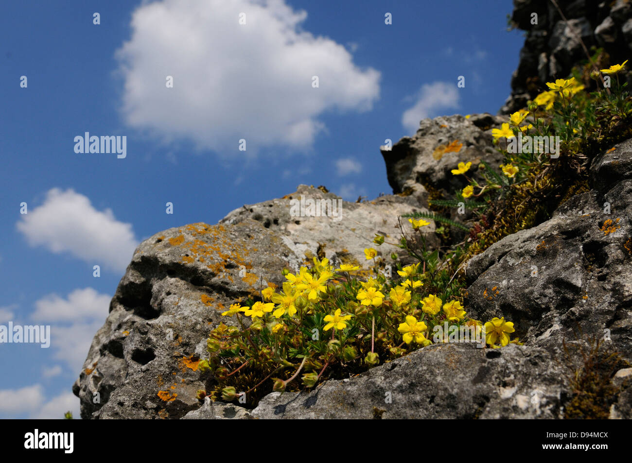 Landscape of rock rose, sunrose or rushrose (Helianthemum nummularium) blossoms in spring , Upper Palatinate, Bavaria, Germany Stock Photo