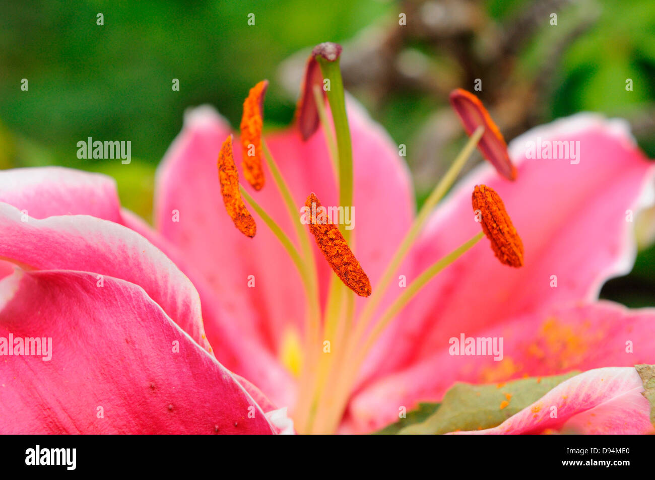 Closeup of a Lilium (Lilium longiflorum) flower in a garden in spring, Bavaria, Germany Stock