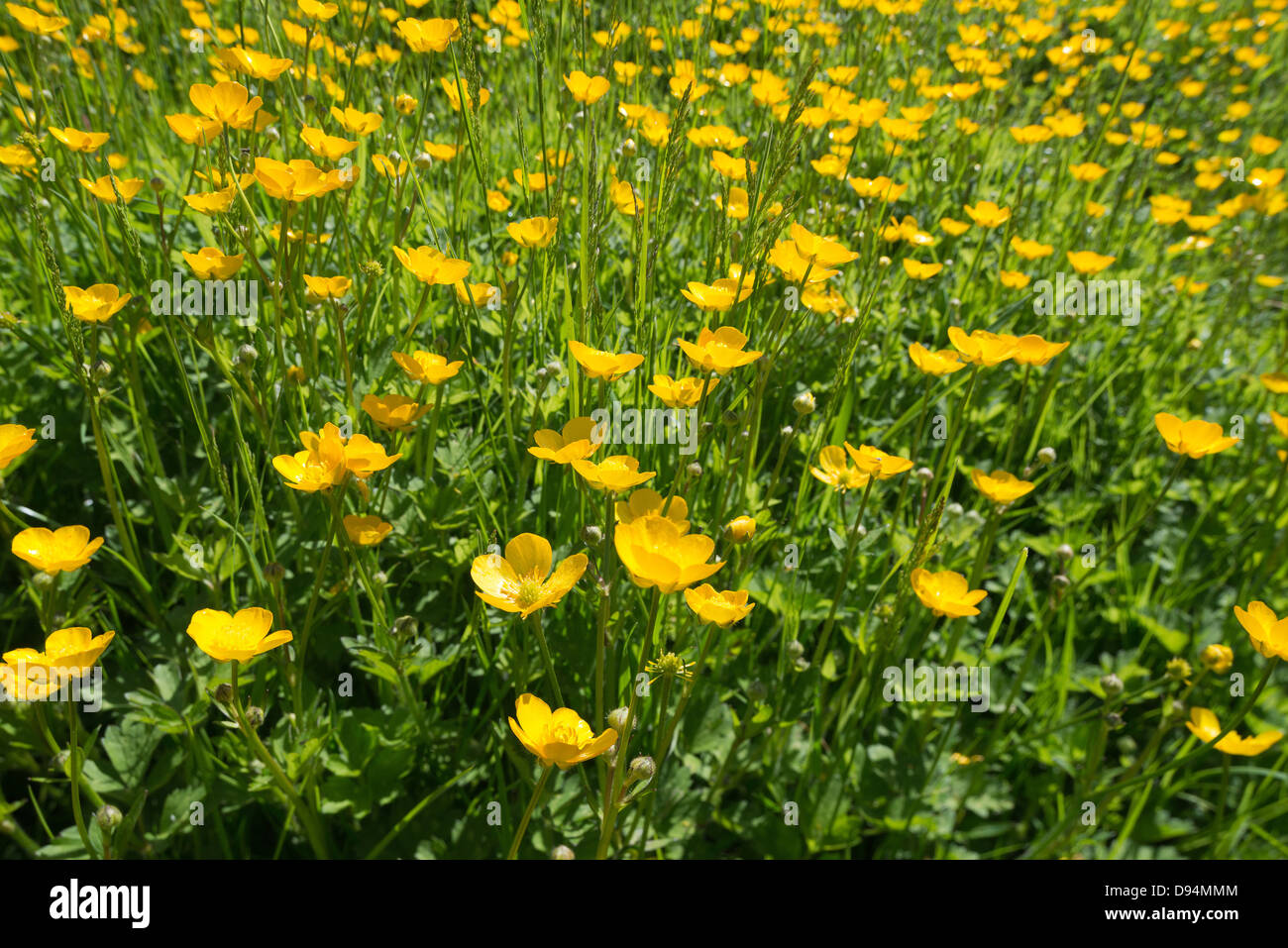 meadow of buttercups Ranunculus acris flowers on chalk land soil north