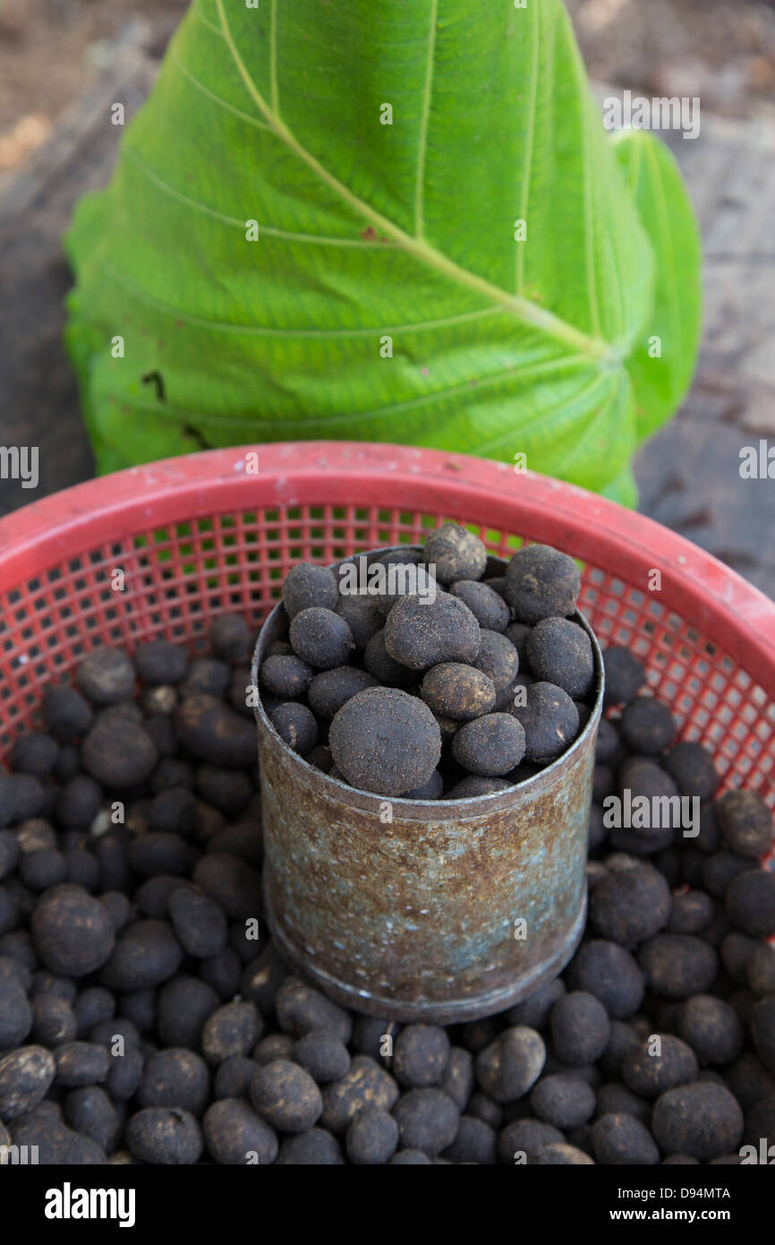 Thai truffles develop underground (Astreas hygrometricus) and are called Hed Tod or earthstars. Stock Photo