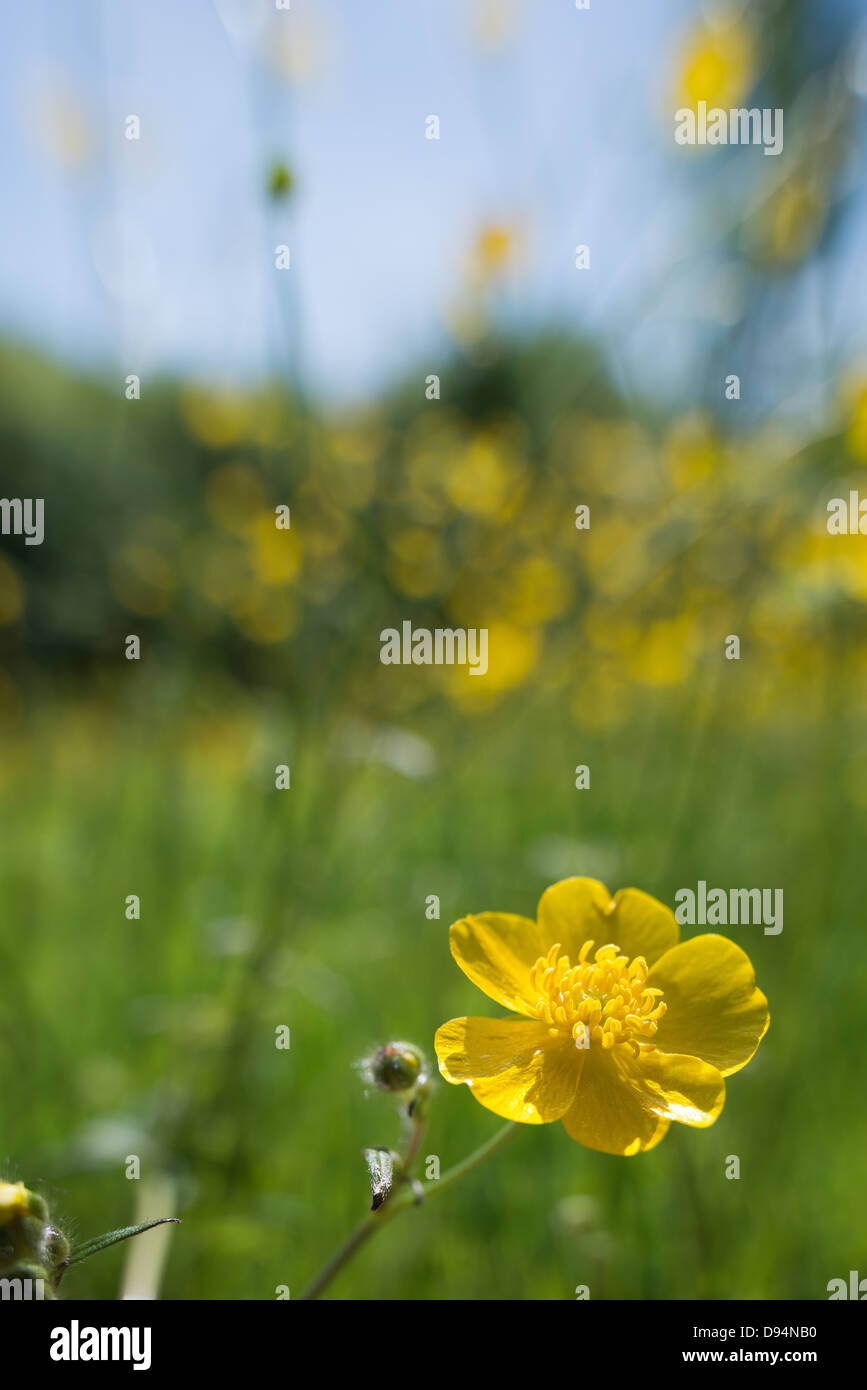 meadow of buttercups Ranunculus acris flowers on chalk land soil north