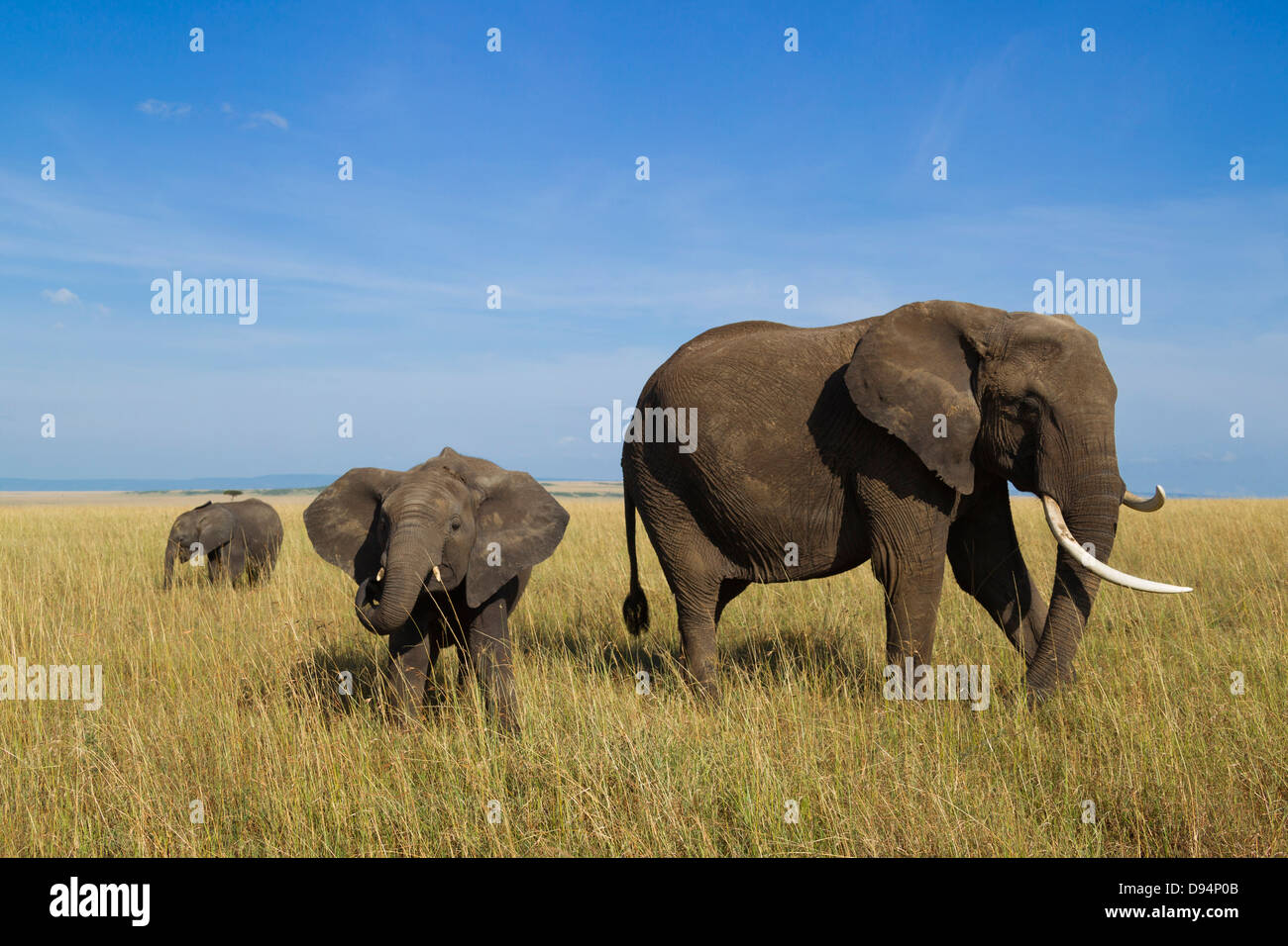 African elephant with calf hi-res stock photography and images - Alamy