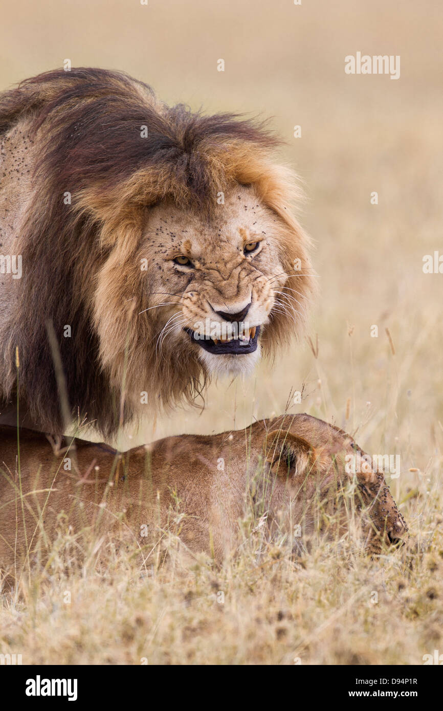 African lions (Panthera leo) mating, Maasai Mara National Reserve ...