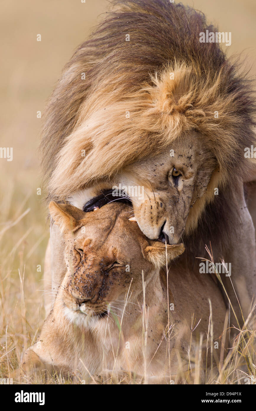 African lions (Panthera leo) mating, Maasai Mara National Reserve ...