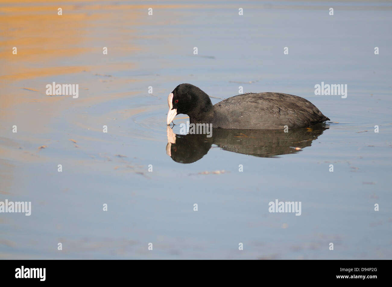 A coot swimming on calm water Stock Photo