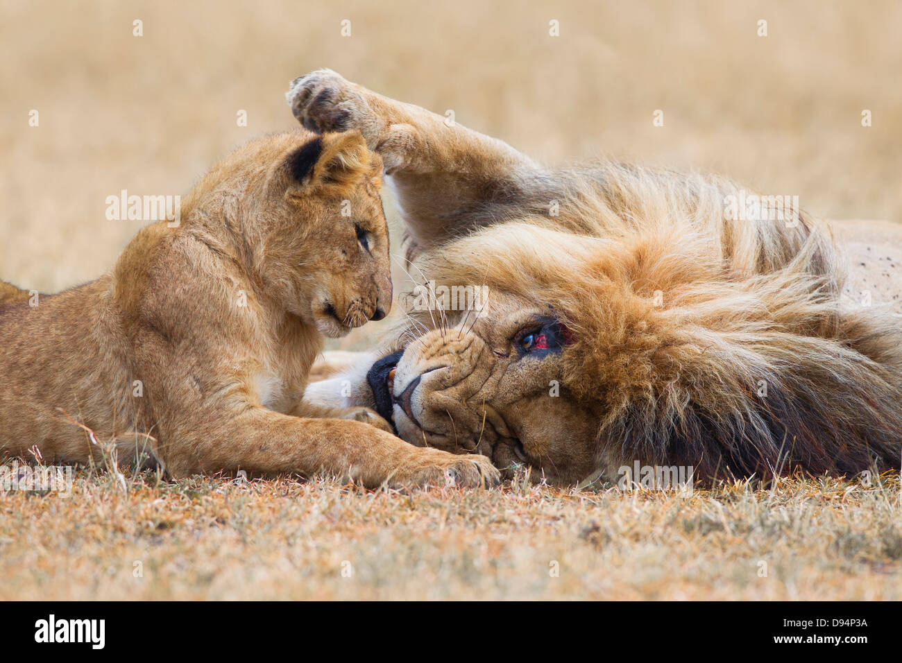 Male lion (Panthera leo) with cub, Maasai Mara National Reserve, Kenya ...