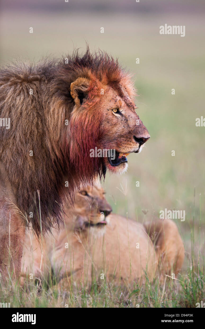 African lions (Panthera leo) after feeding, Maasai Mara National ...