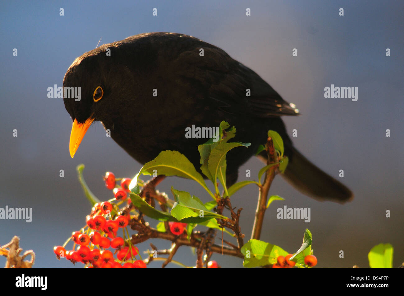 blackbird turdus merula Stock Photo