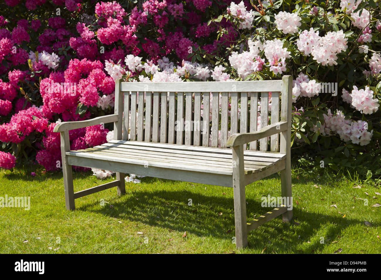 Spring garden with rhododendron blooms and old wooden bench. Stock Photo